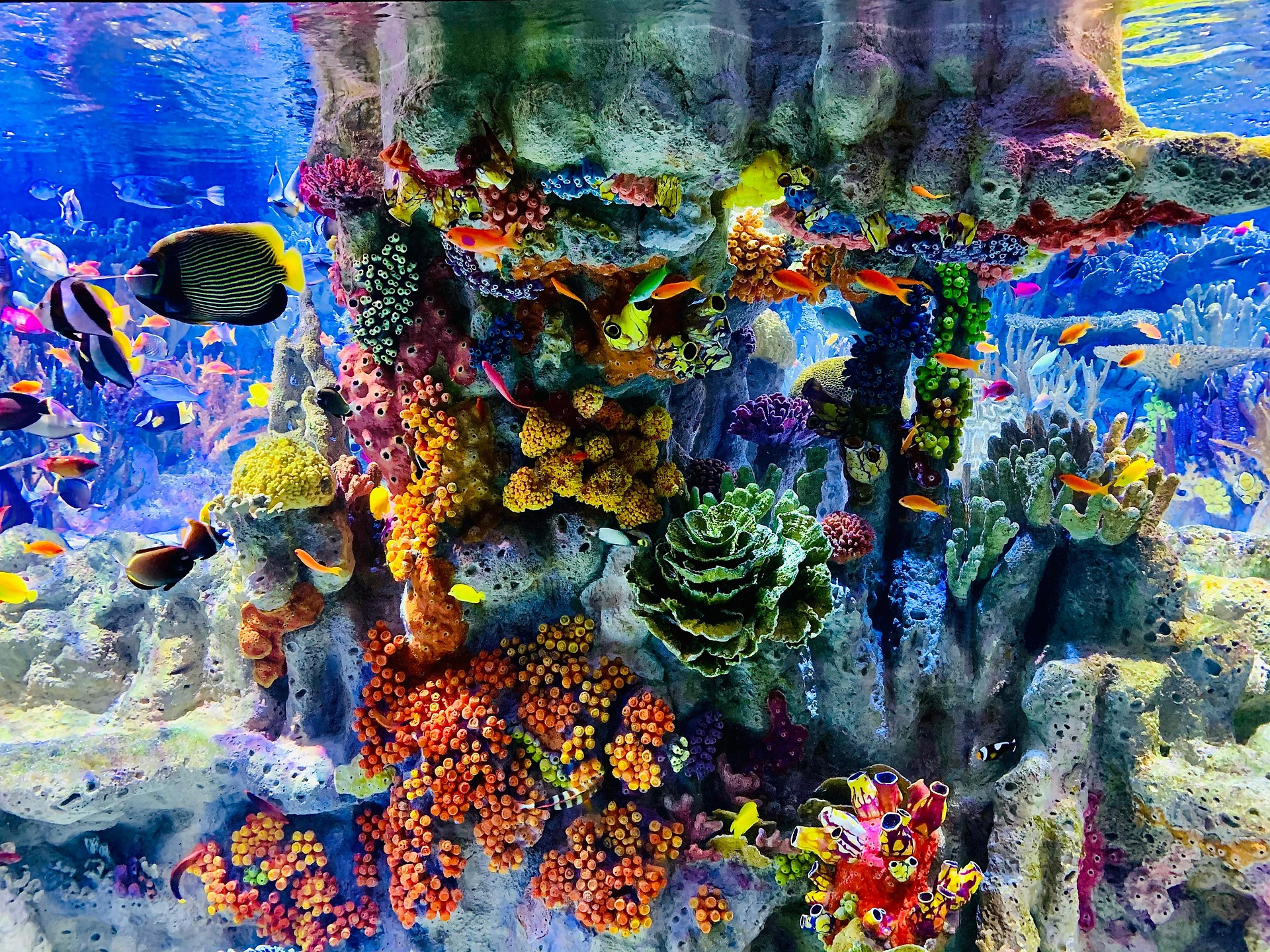 Close-up of a very colorful coral-filled aquarium.